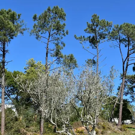 別荘 Quinta Dos Pinheiros アルファリン